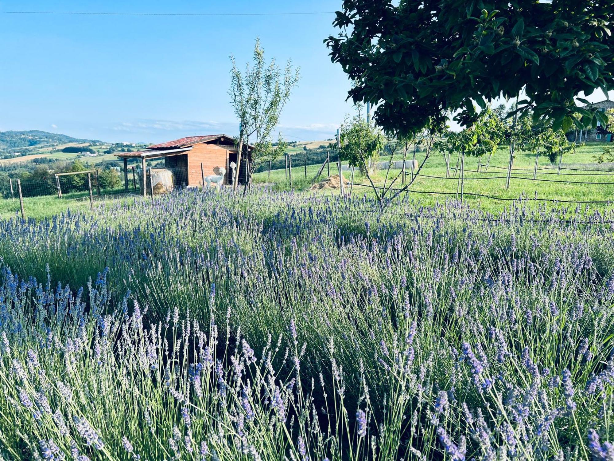 Villa La Baita Nei Boschi Serramazzoni Exterior foto