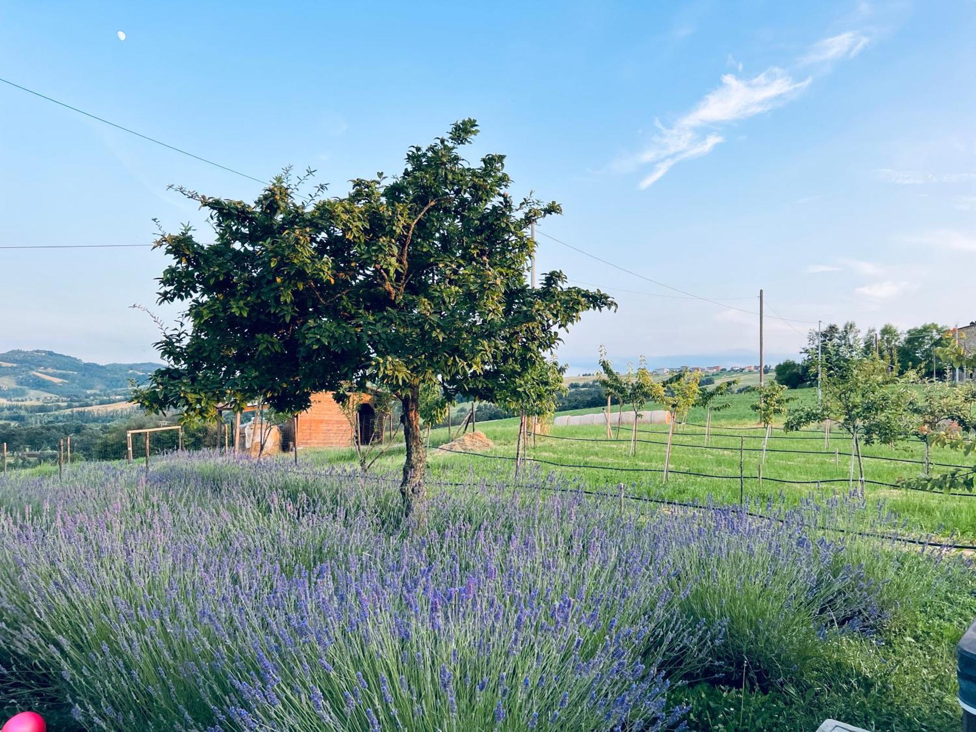 Villa La Baita Nei Boschi Serramazzoni Exterior foto